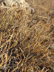 Ephedra dahurica