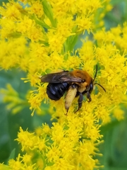 Melissodes dentiventris