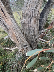 Eucalyptus falciformis