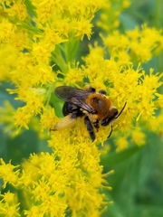 Melissodes dentiventris