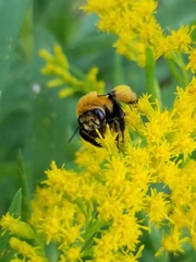 Melissodes dentiventris