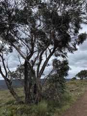 Eucalyptus falciformis
