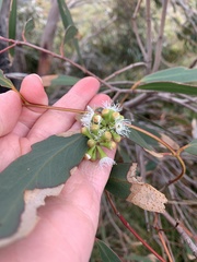 Eucalyptus falciformis