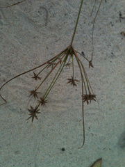 Cyperus grayi