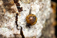 Euconulus fulvus