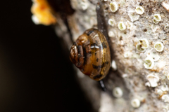 Euconulus fulvus