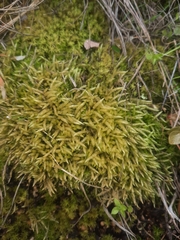 Acrocladium chlamydophyllum