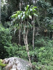 Cordyline petiolaris