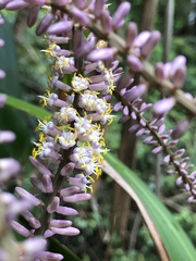 Cordyline petiolaris