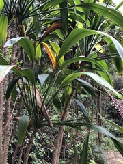 Cordyline petiolaris