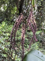Cordyline petiolaris