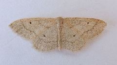 Idaea productata