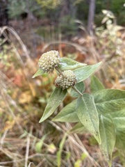 Pycnanthemum californicum