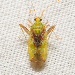 Phytocoris tibialis