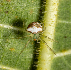 Araneus miniatus