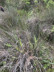 Phalaris californica