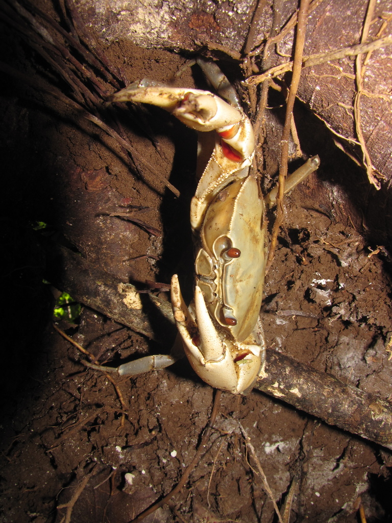 Odontothelphusa maxillipes