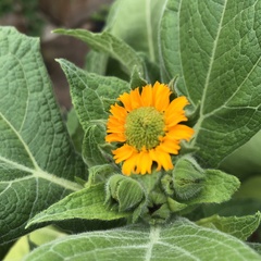 Smallanthus sonchifolius
