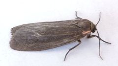 Hypoprepia inculta
