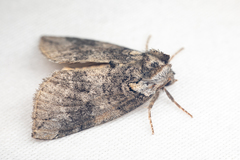 Euthyatira semicircularis