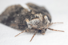 Euthyatira semicircularis