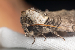 Euthyatira semicircularis