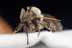 Euthyatira semicircularis