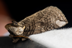 Euthyatira semicircularis