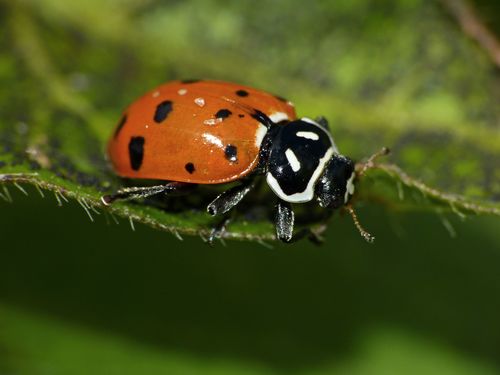 Convergent Lady Beetle, photo 9 of 9