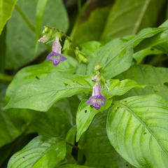 Asystasia dalzelliana
