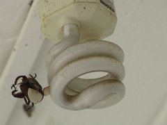 Macropoides crassipes