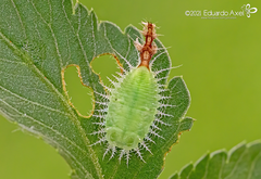 Deloyala guttata