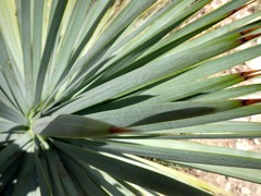 Yucca baccata baccata