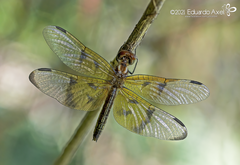 Perithemis domitia