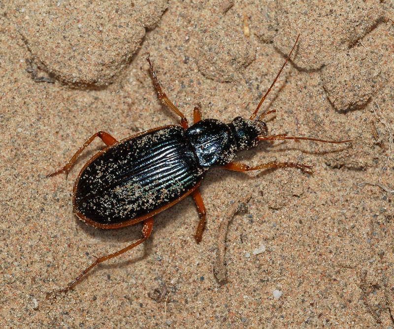 Frog-eater Ground Beetles