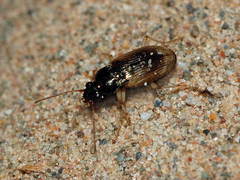Pogonus submarginatus