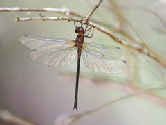 Austrophya mystica