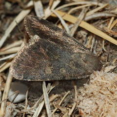 Dysmilichia bicyclica