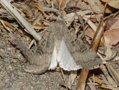 Eugnorisma insignata