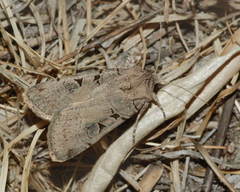 Eugnorisma kristenseni