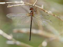 Austrophya mystica