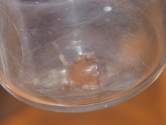 Clubiona sertungensis