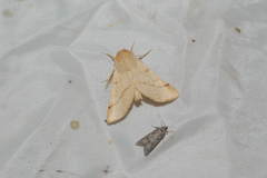 Scodiomima crocallaria