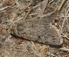 Sympistis strioligera