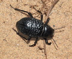 Trigonoscelis gemmulata