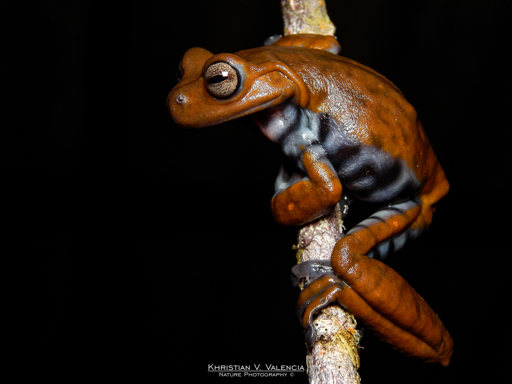 Cordillera Central Treefrog