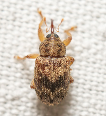 Lignyodes bischoffi