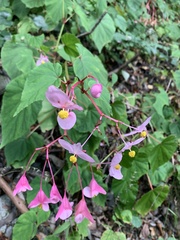 Begonia grandis