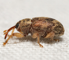 Lignyodes bischoffi