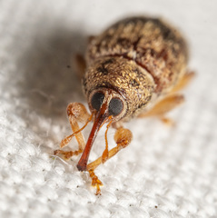 Lignyodes bischoffi